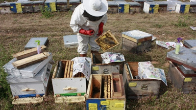 Arıcılık sektörüne can suyu 2 proje geliyor