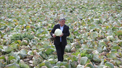 Plansız ekim, ürünü tarlada bıraktı