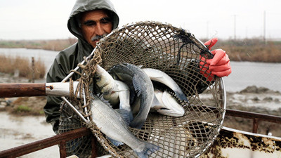 Çipura ve levrekler tarladan