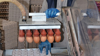 Balıkesir'de saniyede bir koli yumurta üretiliyor