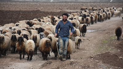 Fakıbaba '300 koyun' projesine açıklık getirdi