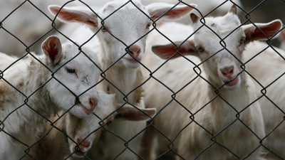 Keçi ıslahı projesinde ilk yavrular alındı