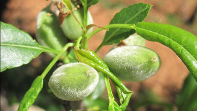 Mevsimin ilk badem çağlasının hasadı Datça'da başladı