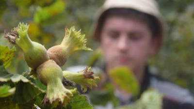 Fındık üreticilerine sigorta uyarısı