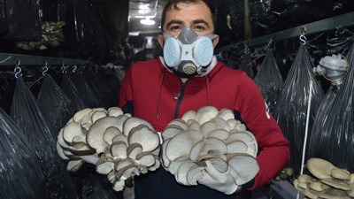 Köyüne kurduğu serada istiridye mantarı yetiştiriyor