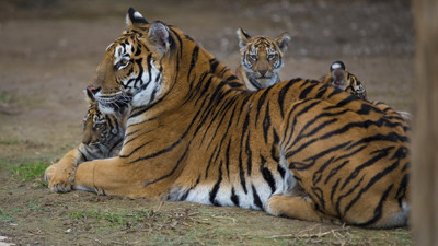 Yavru aslan ve kaplanlar ziyaretçilerle buluştu