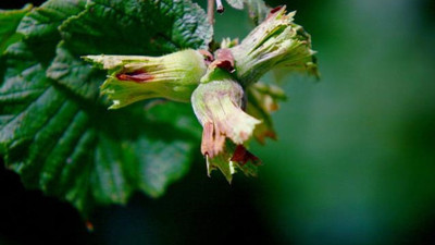 Fındıkta "yalancı bahar" korkusu