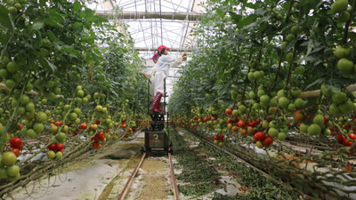 Rusya'nın domates kısıtlamalarına tepki büyüyor