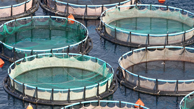 Denizsiz ilde yılda 2 bin ton balık üretimi