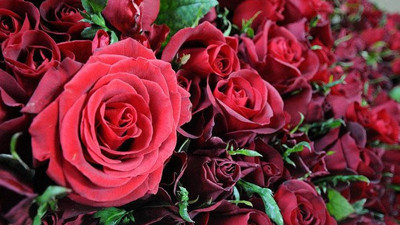 25 ülkeye 35 milyon dal çiçek ihracatı