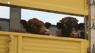 "Türkiye, hayvancılıkta ithalatla büyüyecek"