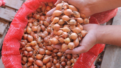 Arpacık soğanda fiyatlar 'dip yaptı'