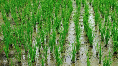 Teknoloji çeltik üretimini dekarda 800 kg verime ulaştırdı