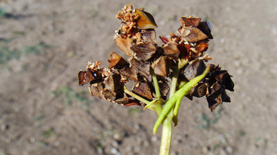 "Kara buğday türü terk edilmemeliydi"