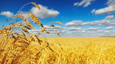 Buğdaydaki erken gelişim rekolteye yansıyacak