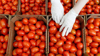 Domates ihracatçısı hızlı toparlandı