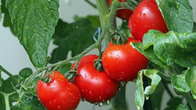 Domates ihracatçısı hızlı toparlandı