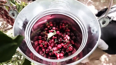 "Kiraz ihracatına Uzak Doğu damgasını vuracak"