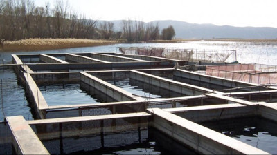 Su ürünlerinde destekleme ödemeleri yarın başlayacak