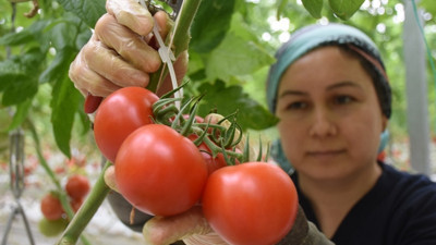 Topraksız seradan Rusya'ya domates ihracatı