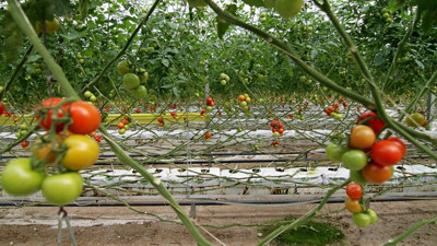 Hindistan cevizi kabuğunda üretilen domatese yoğun talep