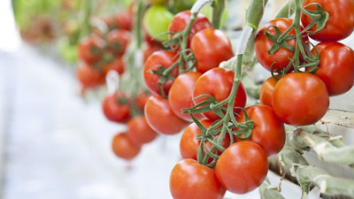 Termal serada üretilen domatesler Avrupa'ya satılıyor