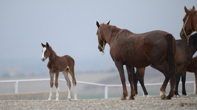 Şampiyon adayı taylar dünyaya gözlerini açıyor