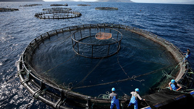 Çiftlikte yetiştirdiği balıklarla ihracatçı oldu