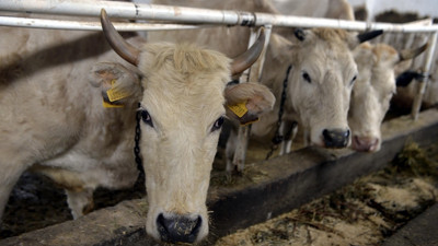 "Zavot sığırı" devlet desteğiyle korunuyor