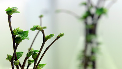 Soğuğa dayanıklı fındık çeşidi geliştirilecek