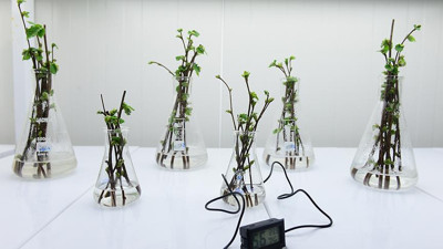 Soğuğa dayanıklı fındık çeşidi geliştirilecek