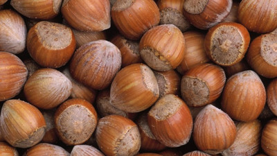 Fındık ihracatında 300 bin ton umudu korunuyor