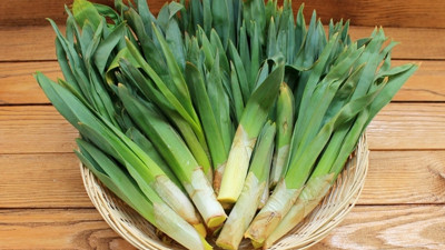 Gülük köylünün geçim kaynağı oldu