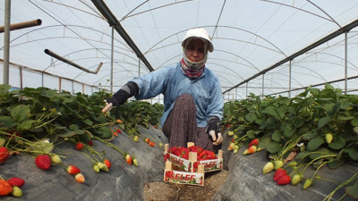 Çilek üreticilerinde ihracat sevinci