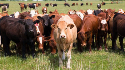 Yemde fiyat artışı et ve süt ürünlerine zam olarak yansıyacak