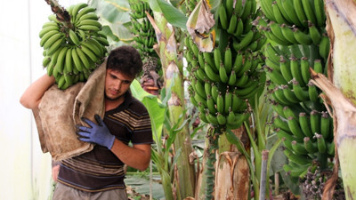 Yüksek fiyat limon üreticisini muza yöneltti