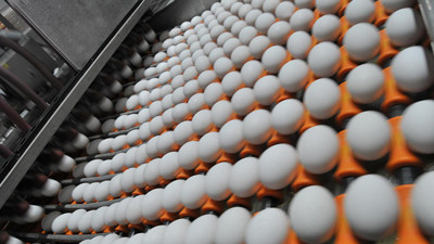 Yumurtacılar yeni pazarlara açılmak istiyor