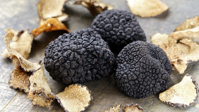 Gönen'de trüf mantarı üretim ormanı kuruldu