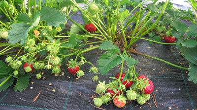 Muğla'da çilek dikim töreni