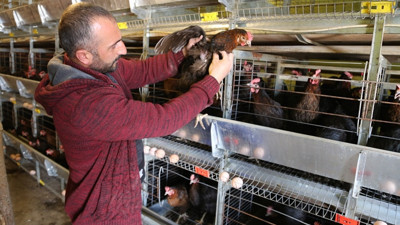 Çadırda ürettiği yumurtalar tüm Türkiye'de