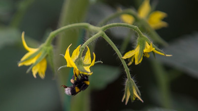 Seraların doğal işçileri "Bombus" arıları