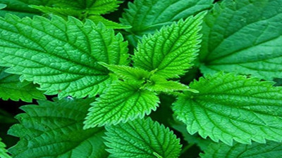 Isırgan otunun en iyisi belirlenecek