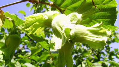 Yabani otlar fındıkta verimi düşürüyor