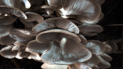 Bitki atığından mantar üreticinin yüzünü güldürüyor