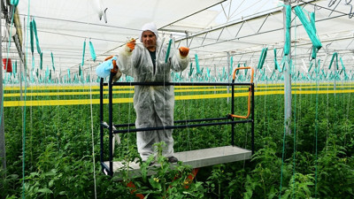 Termal serada LED teknolojisiyle üretimi artırma hedefi