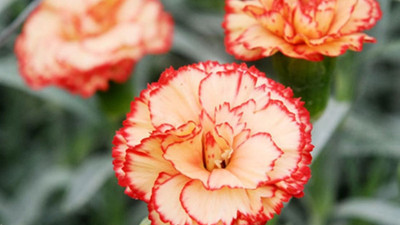 Türkiye'nin ilk yerli karanfili tescillendi