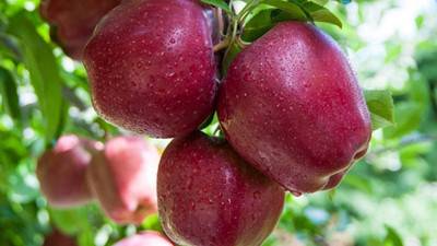 Karaman'da elma üretimi ihracat odaklı büyüyor