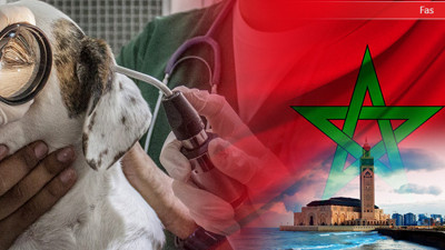 Faslı firma veteriner ekipmanları ithal edecek