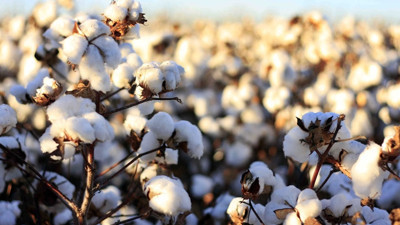 Çeliğe karşı pamuk misillemesi