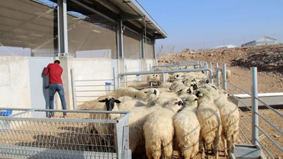 "300 koyun projesi" yetiştiriciyi umutlandırdı